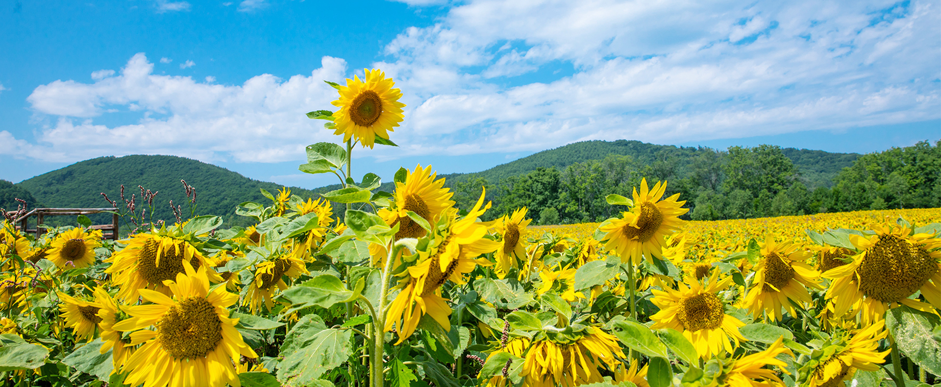 ballbet瓜子原料种植基地